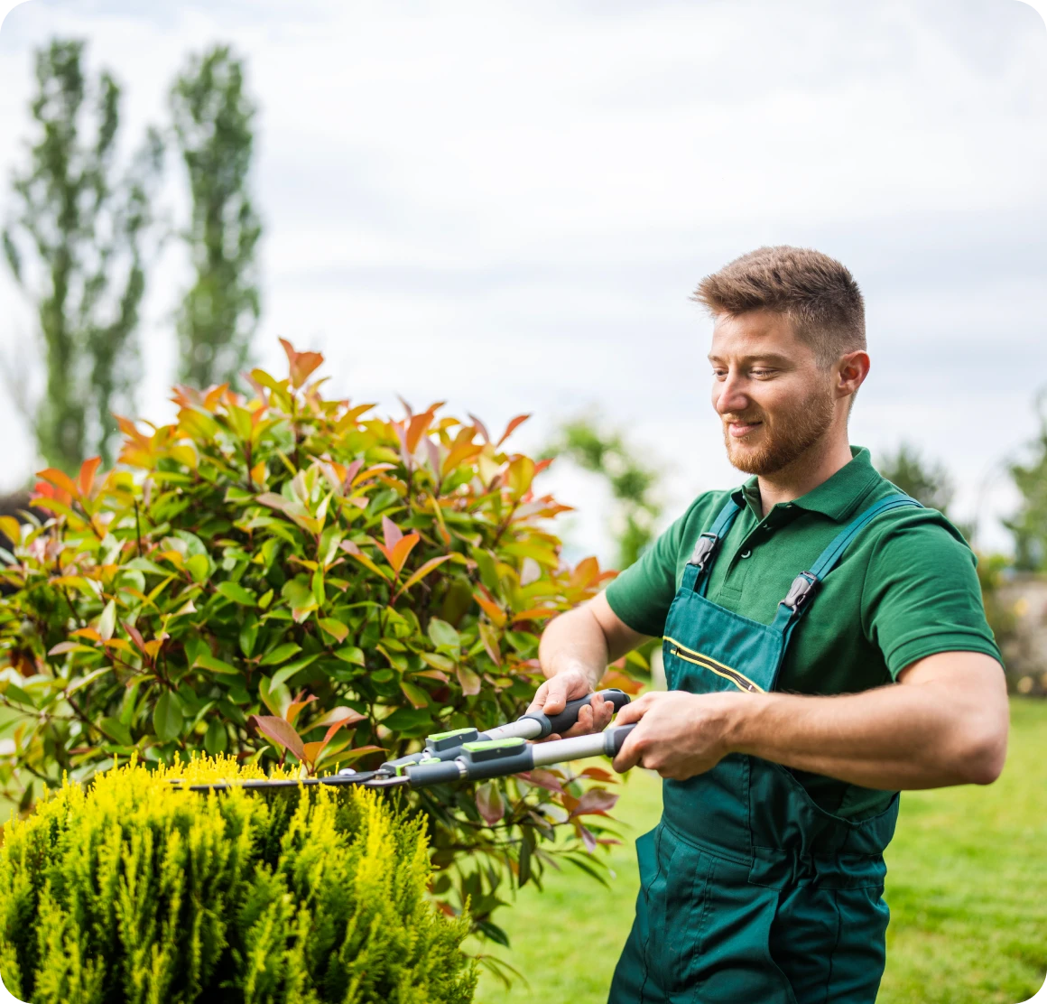 Man trimming bushes in a garden.