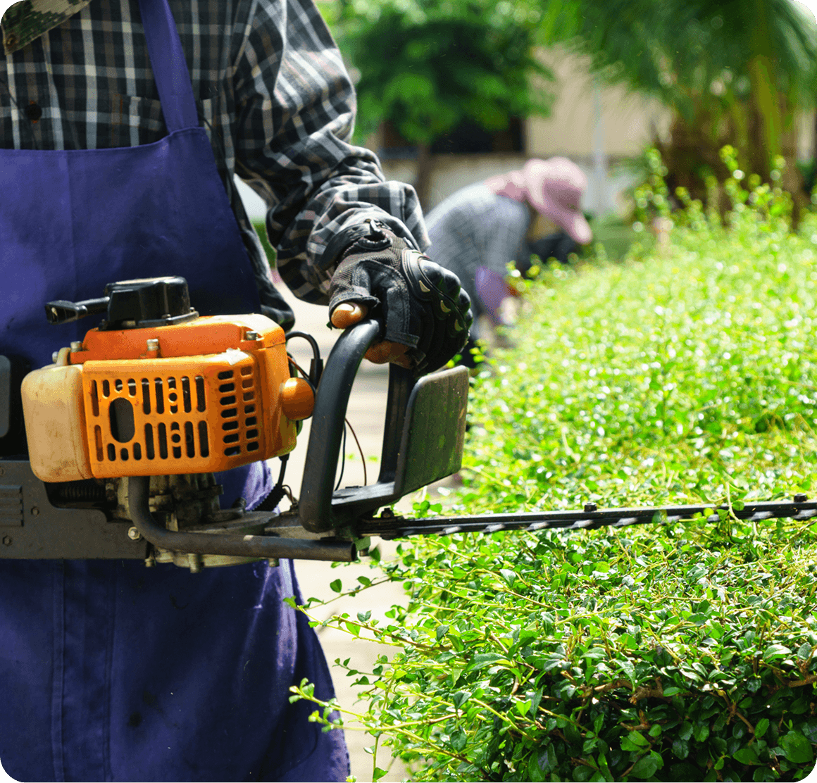 Gardener trimming hedge with electric trimmer.
