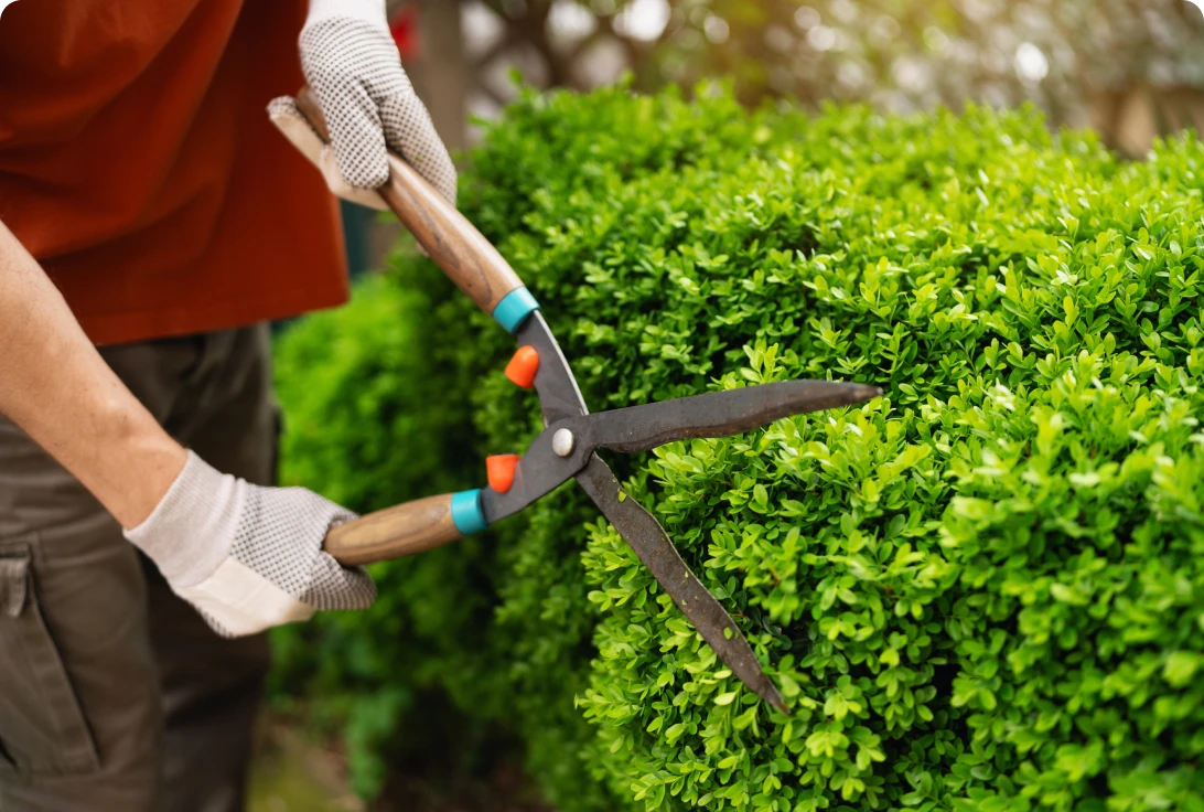 Gardener trimming bushes with hedge shears.