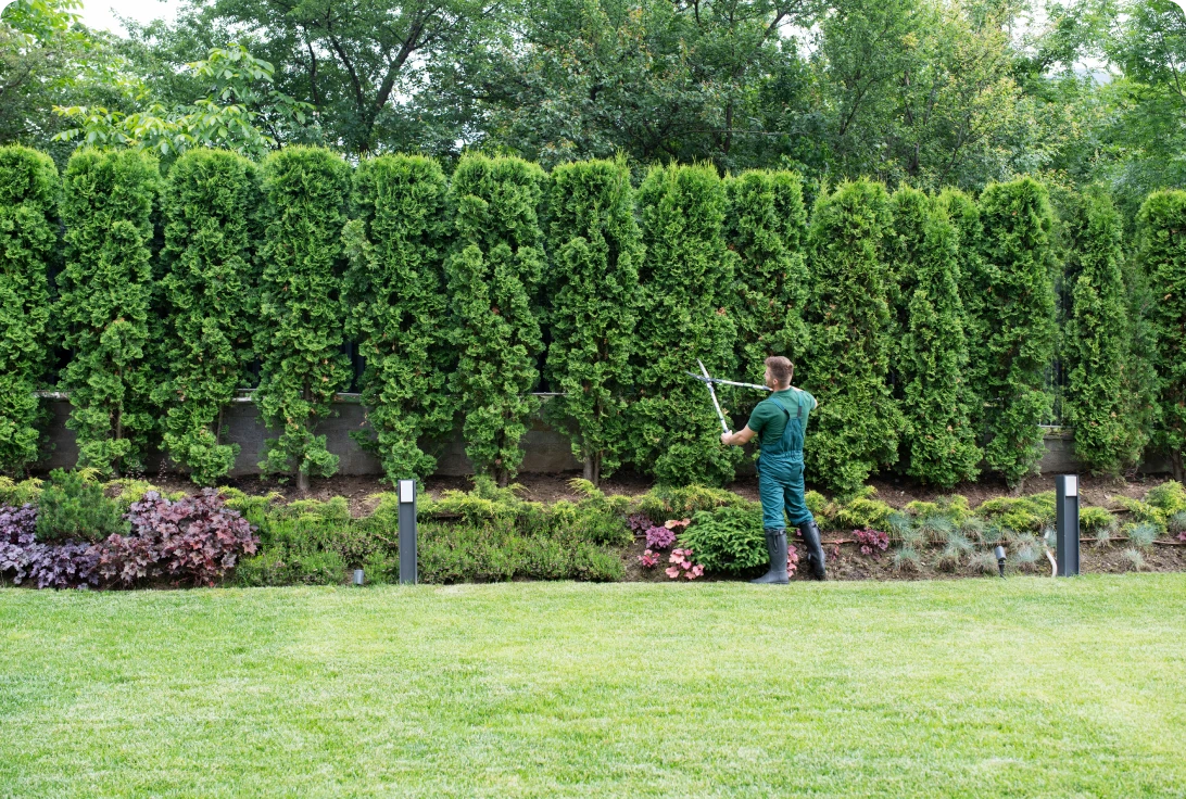 Gardener trimming tall hedge with clippers.